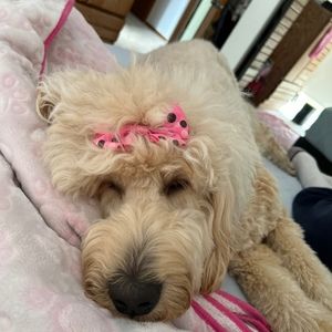 Meet your Posher, Mia